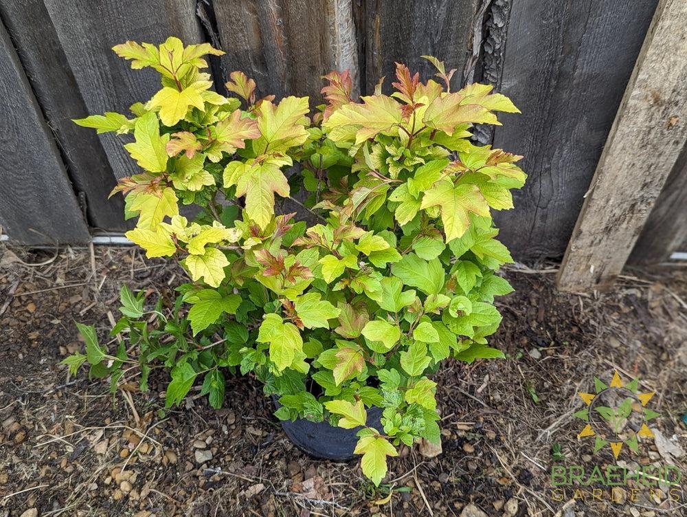 Buy Oh Canada™ Cranberry an Edible Shrub in Grande Prairie Alberta - Braeheid Gardens Ltd.