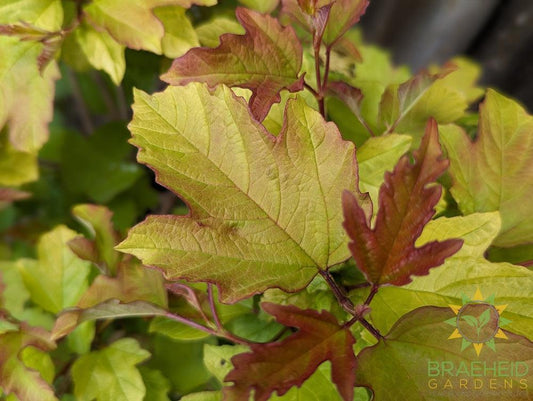 Buy Oh Canada™ Cranberry an Edible Shrub in Grande Prairie Alberta - Braeheid Gardens Ltd.