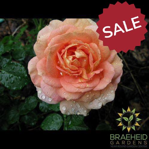 Olds College Centennial Rose