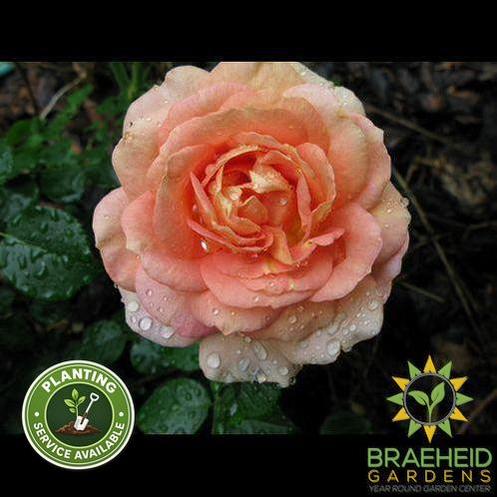 Olds College Centennial Rose