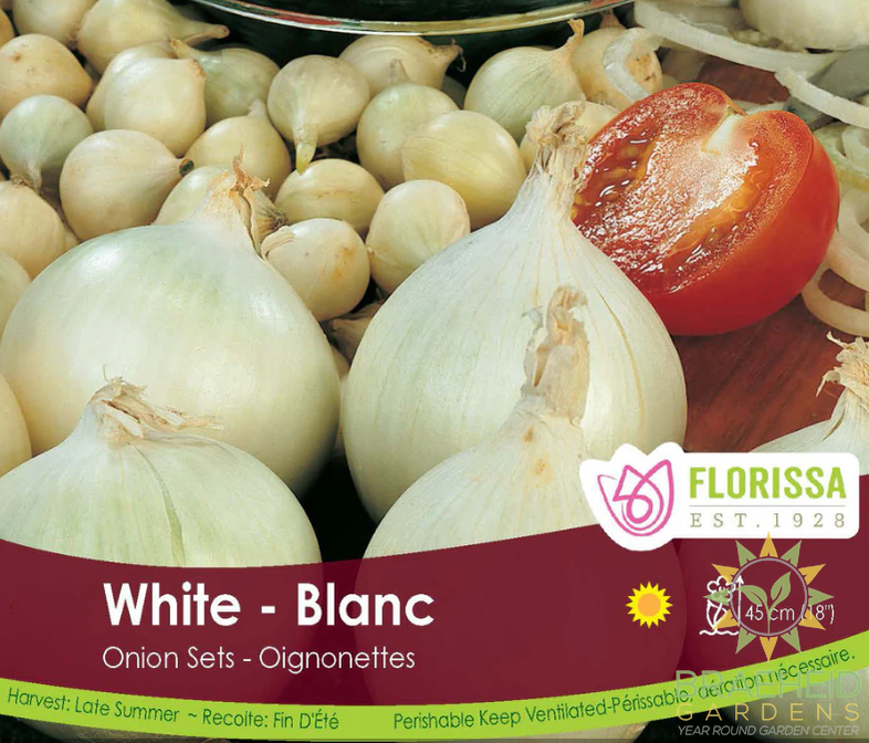 White Onion Sets