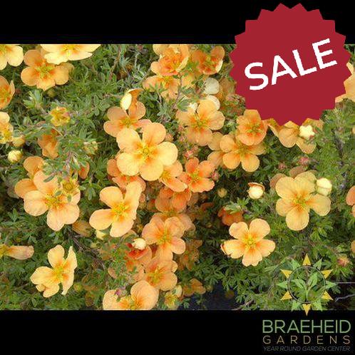 Orange Whisper Potentilla