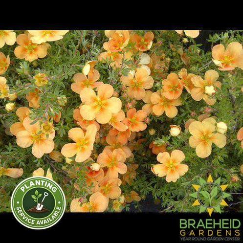 Orange Whisper Potentilla