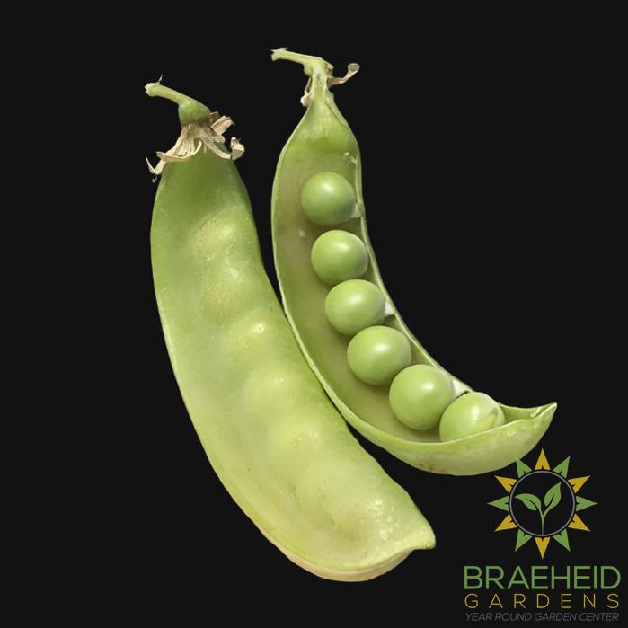 Oregon Sugar Pod Pea