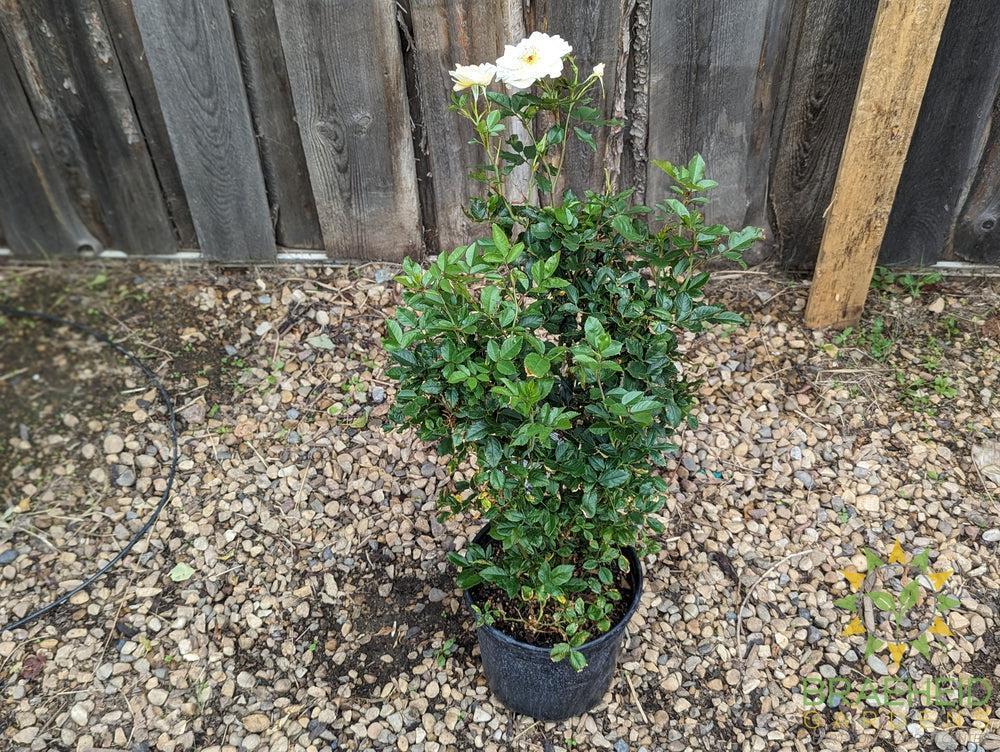 Oscar Peterson Rose