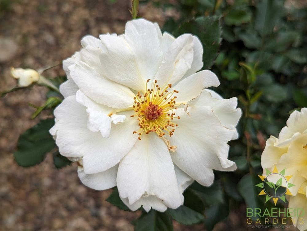Oscar Peterson Rose