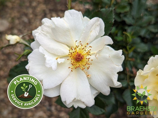 Oscar Peterson Rose