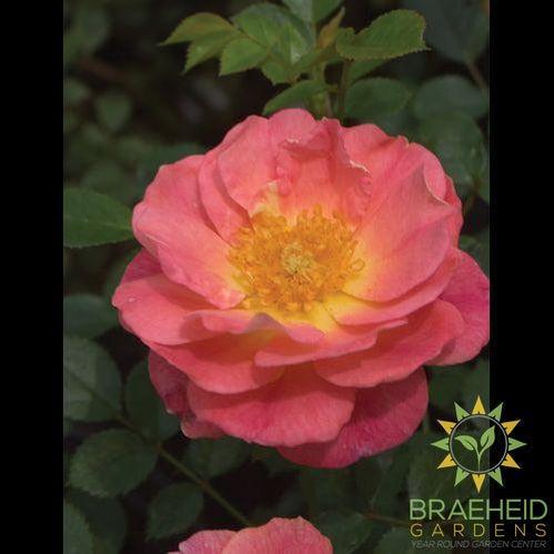 Oso Easy® Strawberry Crush Rose
