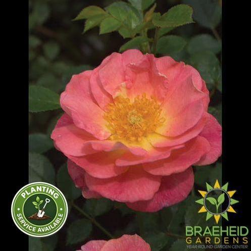Oso Easy® Strawberry Crush Rose