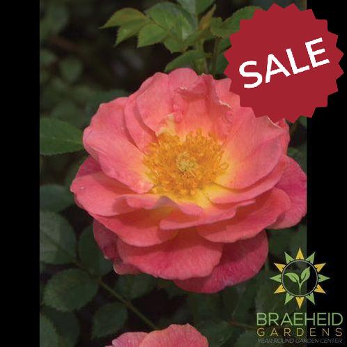 Oso Easy® Strawberry Crush Rose