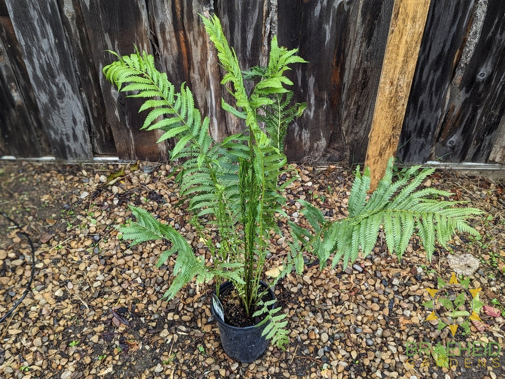 Ostrich Fern