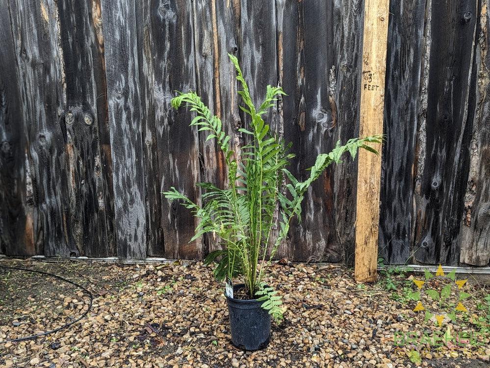 Ostrich Fern