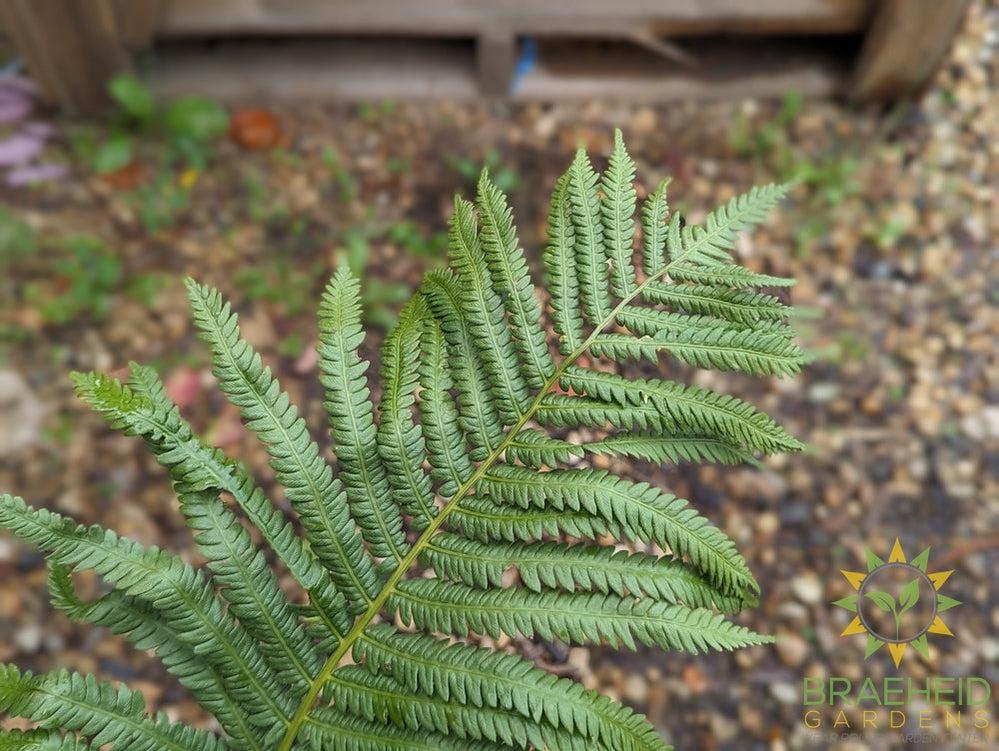 Ostrich Fern