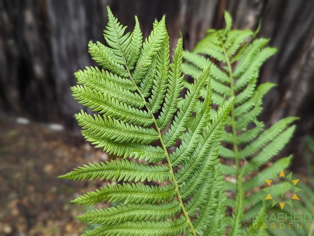 Ostrich Fern
