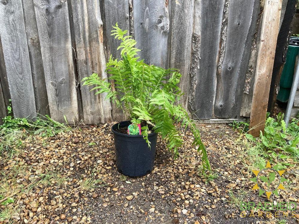 Ostrich Fern