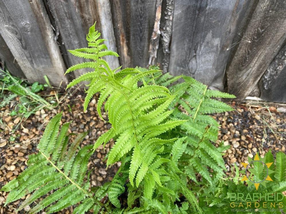 Ostrich Fern