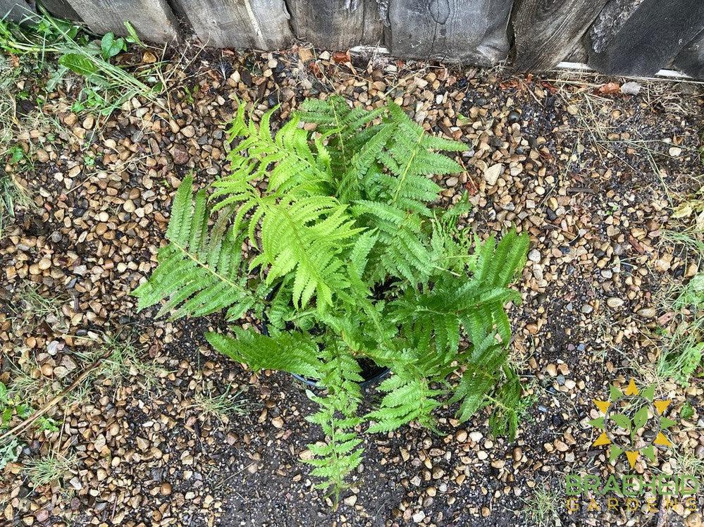 Ostrich Fern