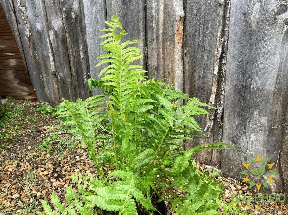 Ostrich Fern