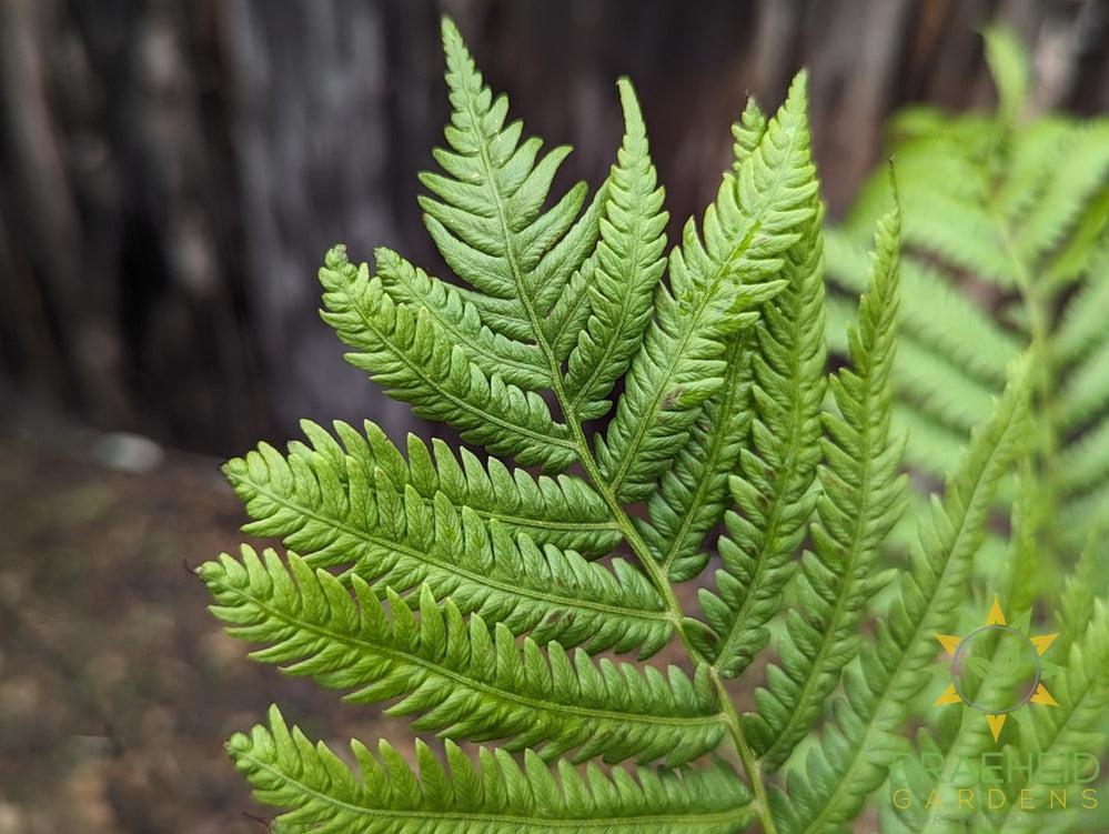 Ostrich Fern