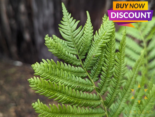 Ostrich Fern