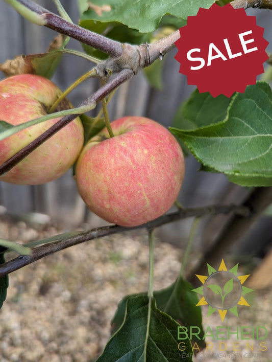Rescue Crabapple- Tree for sale, Grown in Grande Prairie -Braeheid Gardens Ltd. on Emerson Trail