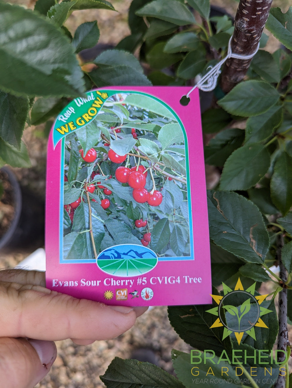 Beginners Zone 2 - Fruit Tree Orchard Bundle