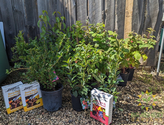 where to buy fruit trees and shrubs in grande prairie