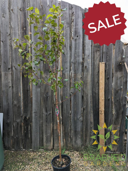 Prairie Magic® Apple- Tree for sale, Grown in Grande Prairie -Braeheid Gardens Ltd. on Emerson Trail