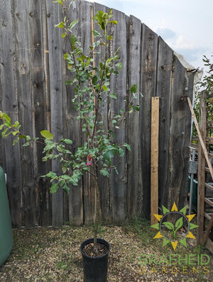 Harcourt Apple