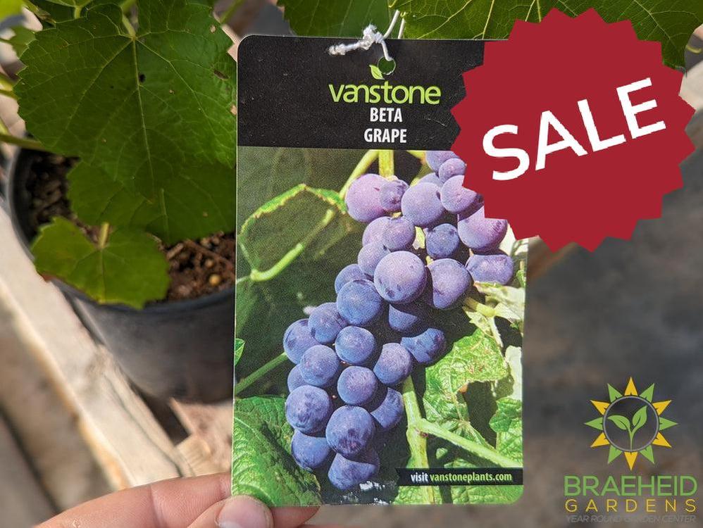 🍇 Auction #4 – Your Cold-Hardy Berry & Grape Collection (Zone 2–3)