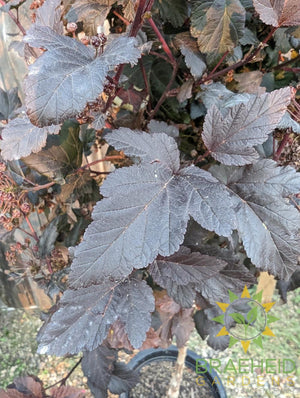 Diabolo® Ninebark Tree