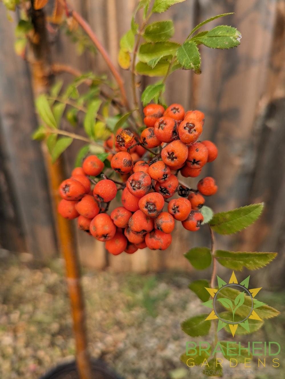 Black Hawk Mountain Ash- Tree for sale, Grown in Grande Prairie -Braeheid Gardens Ltd. on Emerson Trail