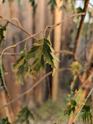 Weeping Cutleaf Birch