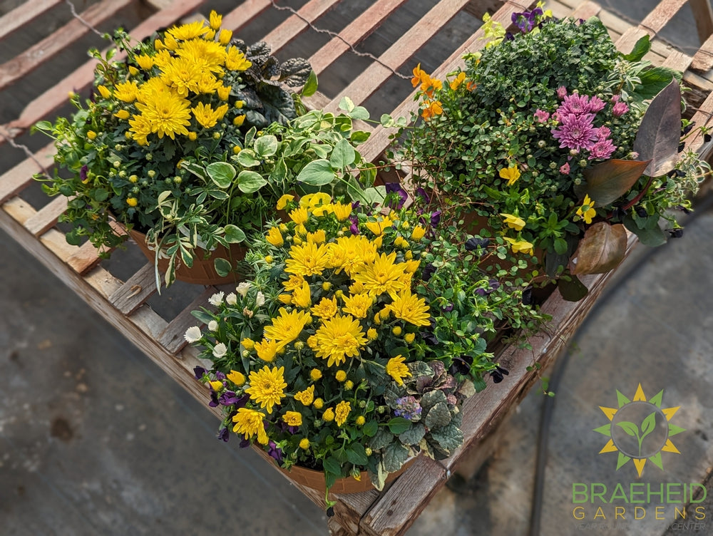 Garden party Fall Planter