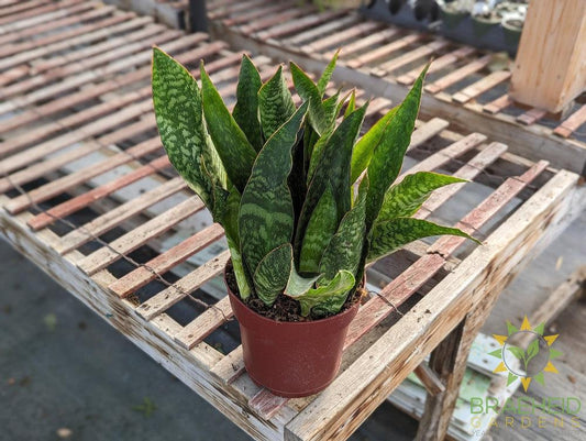 Sansevieria Jaboa