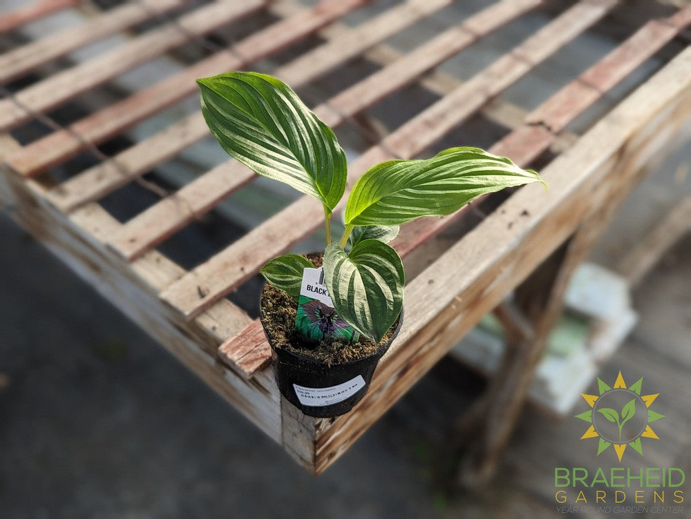 Black Bat Plant - Tacca Chantrier