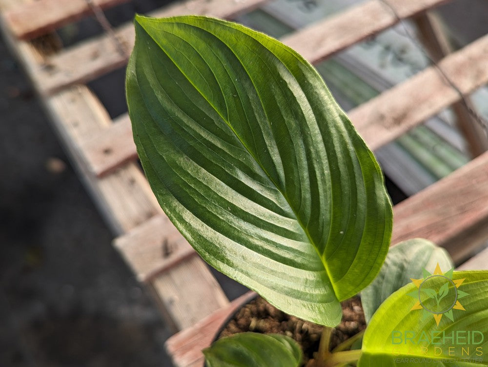 Black Bat Plant - Tacca Chantrier