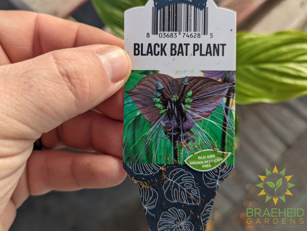 Black Bat Plant - Tacca Chantrier