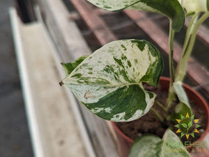 Manjula Pothos