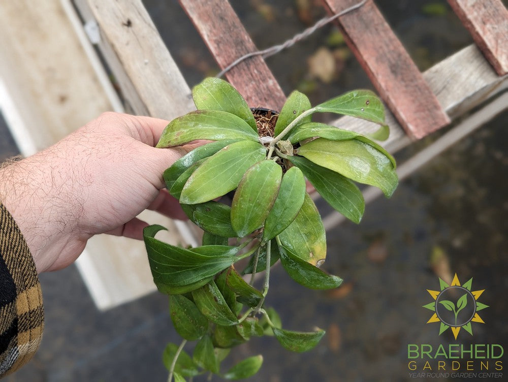 Hoya Merrillii Long Leaf