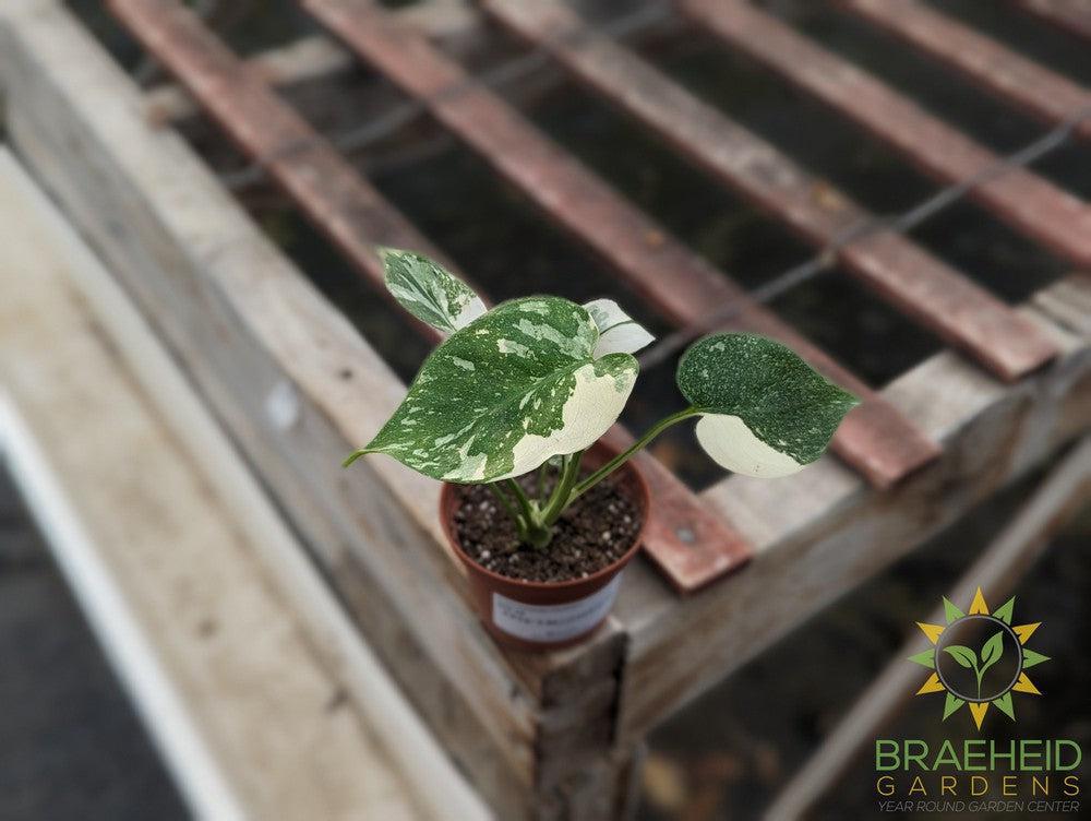 Thai constellation Philodendron