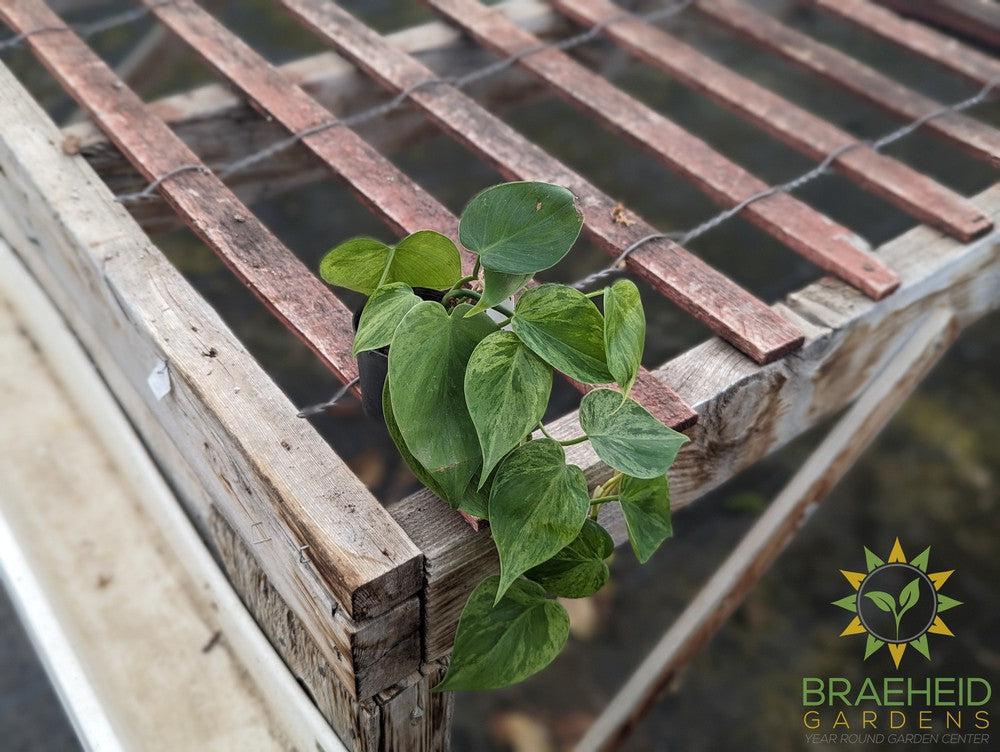 Variegated Heart Leaf Philodendron