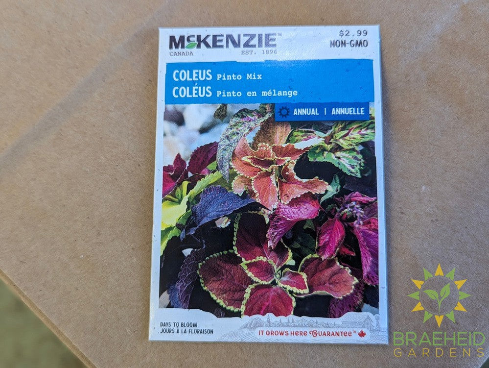 Coleus Pinto Mix McKenzie Seed