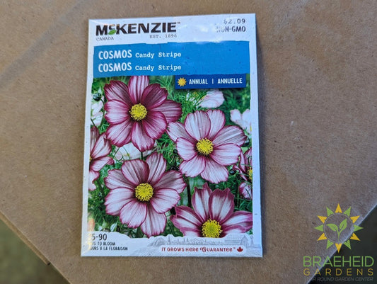 Cosmos Candy Stripe Mckenzie Seed
