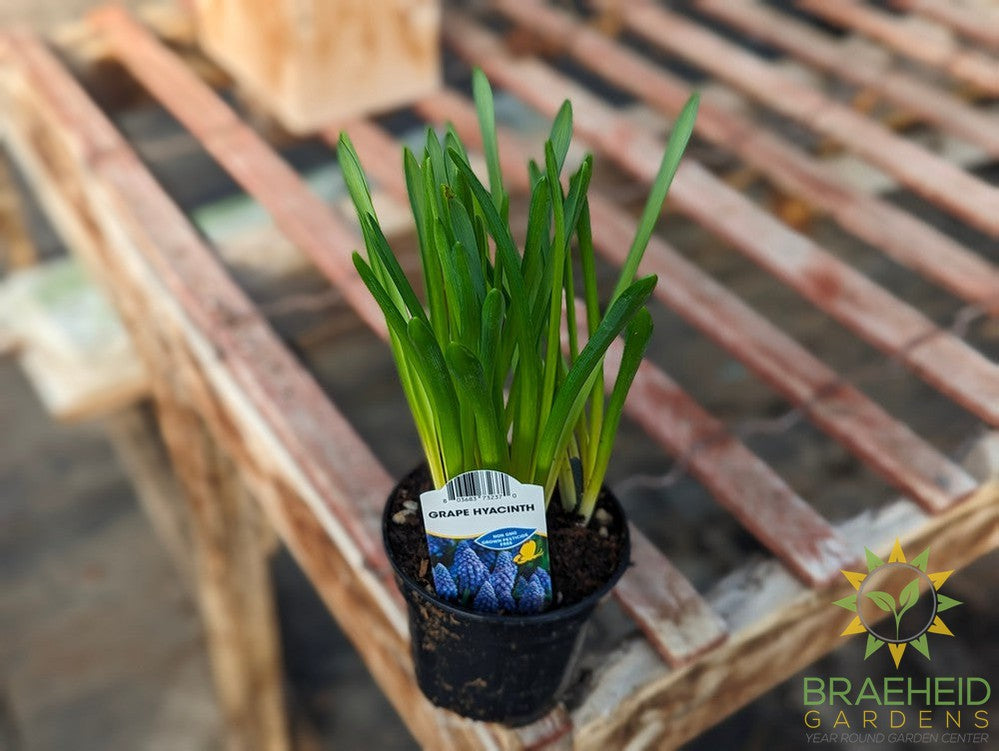 grape hyacinth bulbs for sale