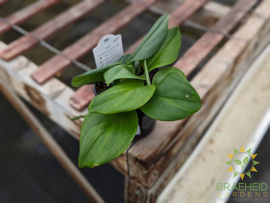 Scindapsus Treubii Moonlight