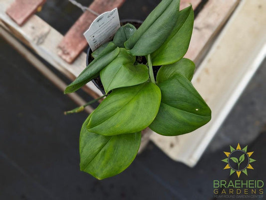 Scindapsus Treubii Moonlight