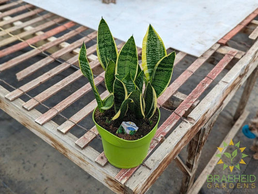 Large Sansevieria Superba - NO SHIP