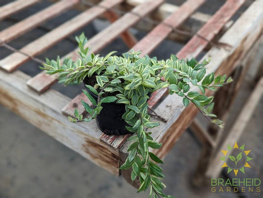 Bolero Bicolor Lipstick plant