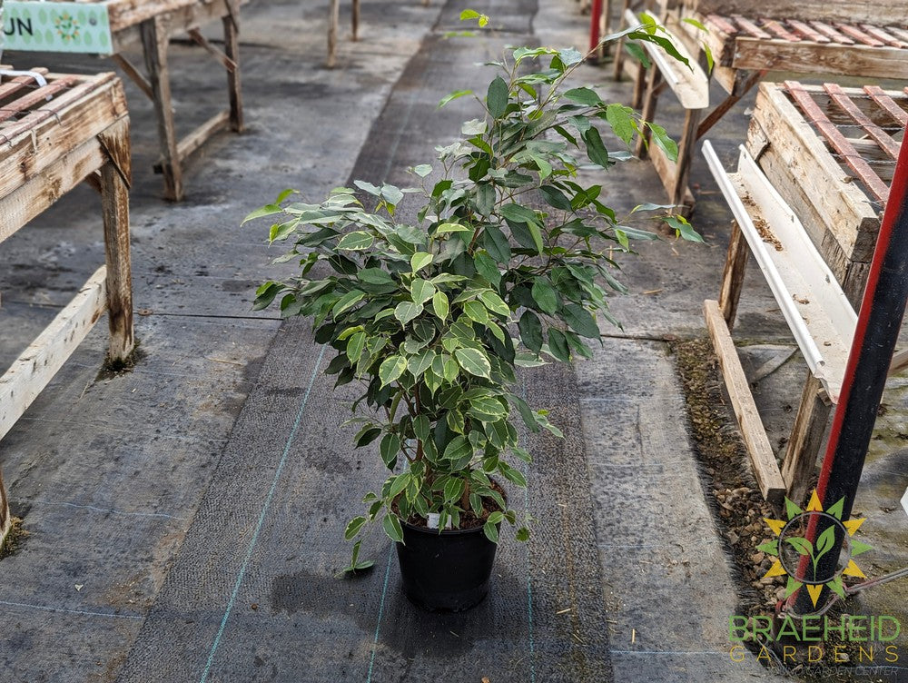 Large Variegated weeping Ficus - NO SHIP -